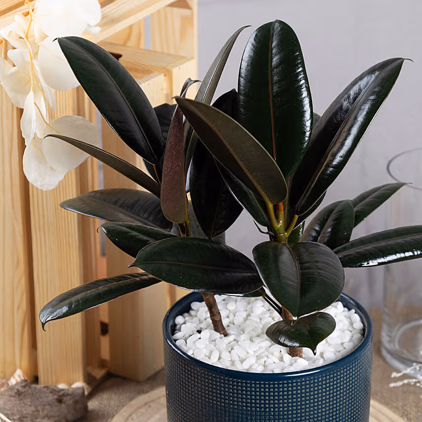 Rubber Plant