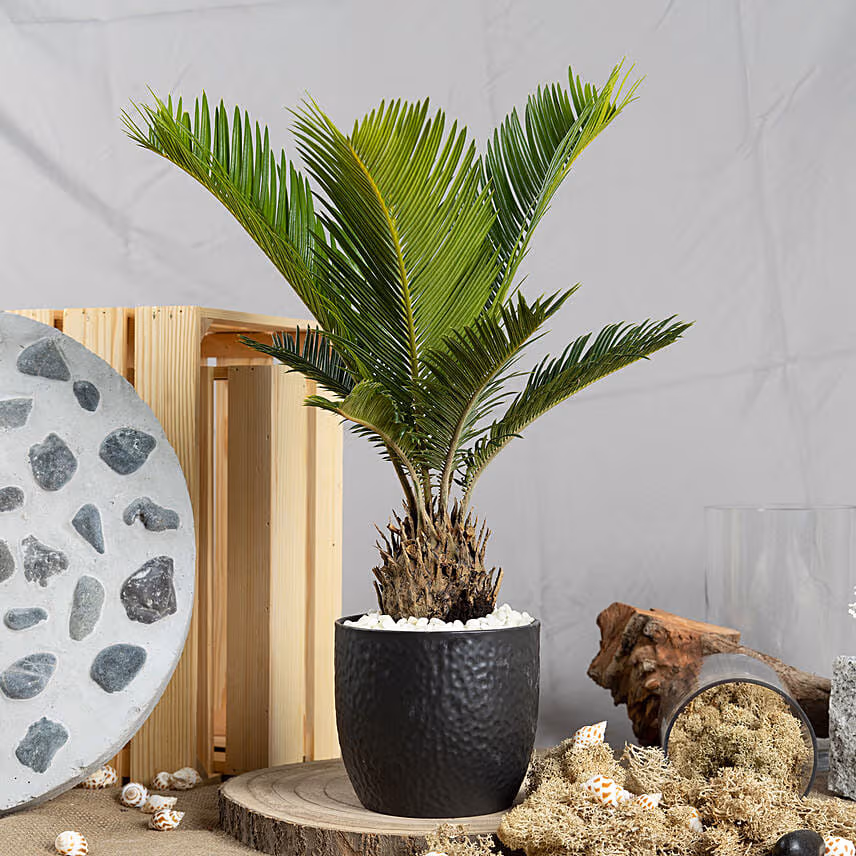 Sago Palm Plant