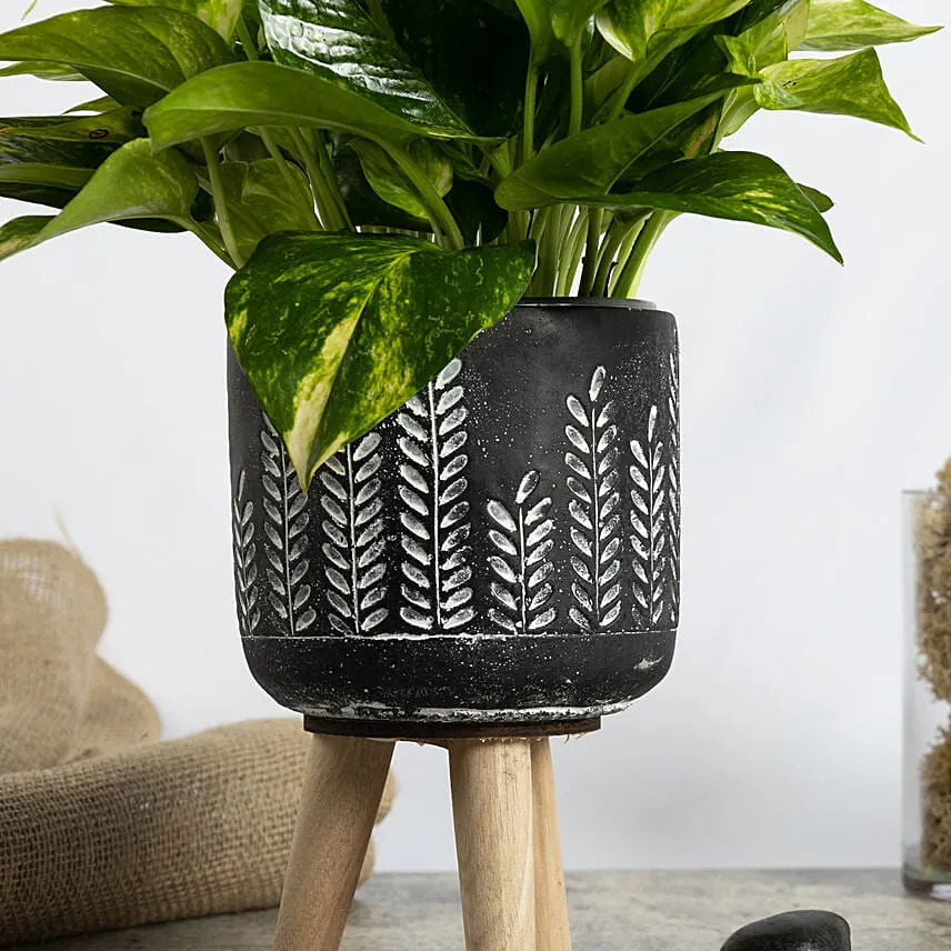 Golden Pothos in a Legged Planter