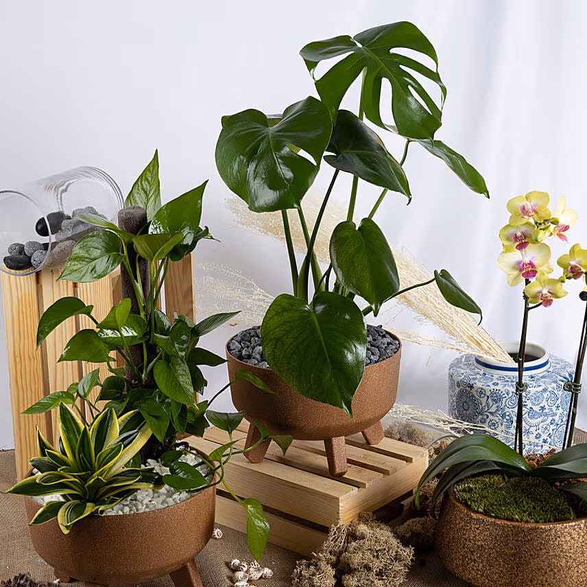 Radiant Plants Trio