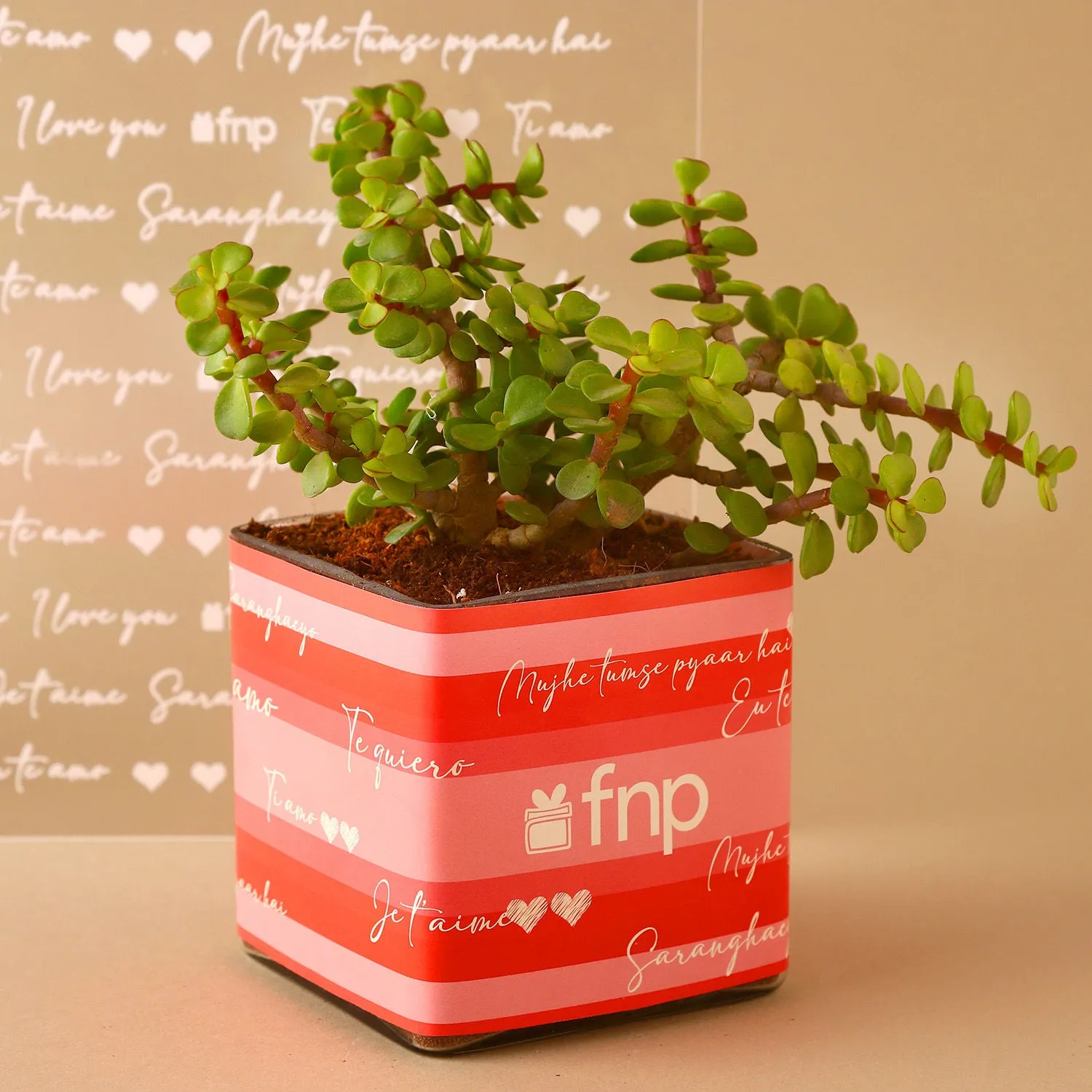 Jade Plant Chocolatey Combo