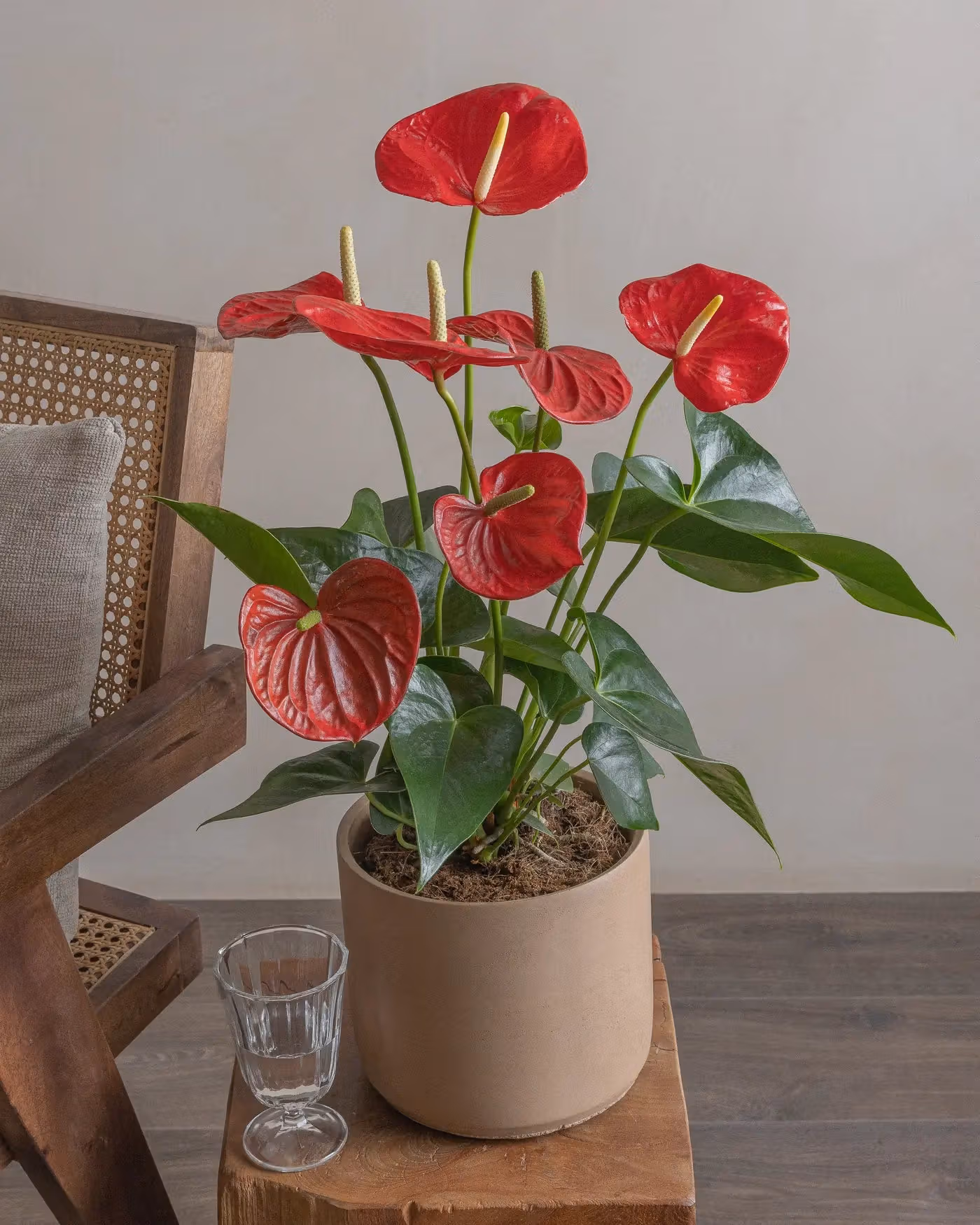 Varient Advanced - Test Product - Nursery / White