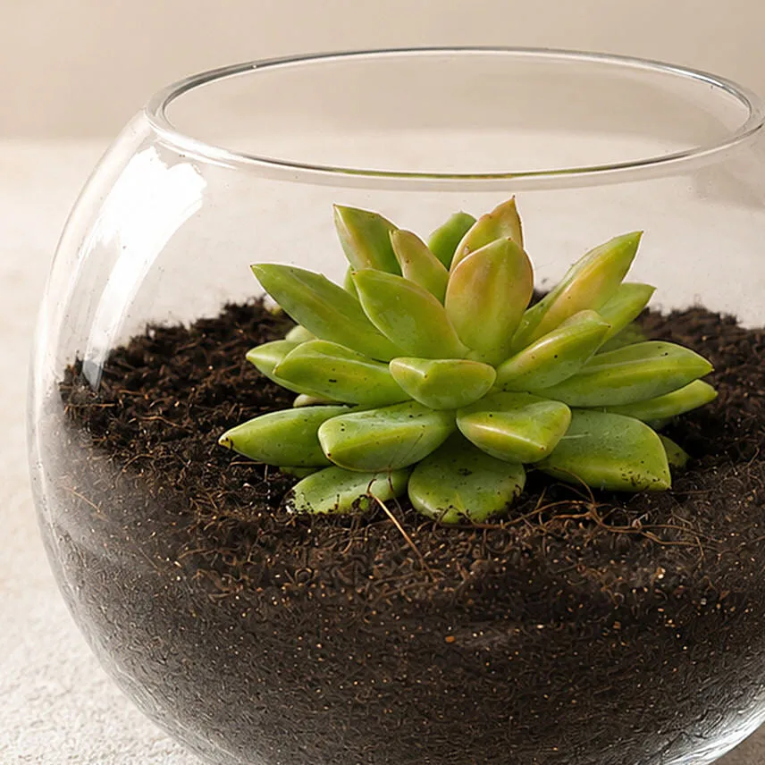 Green Echeveria in Fish Bowl