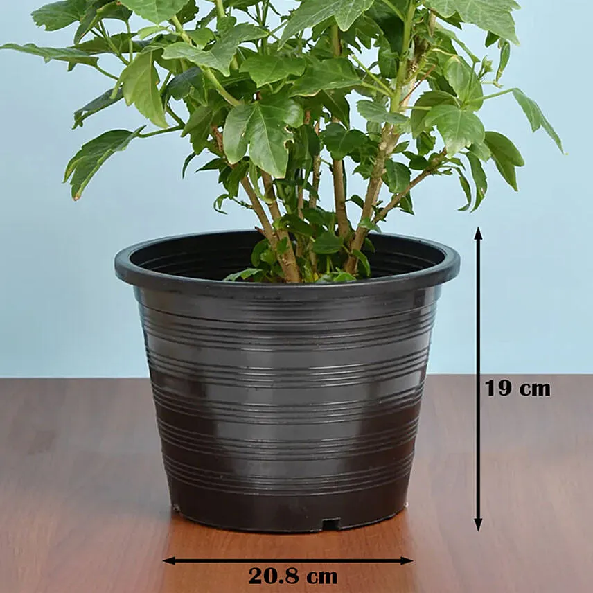 Flowering Hibiscus Plant In Plastic Pot