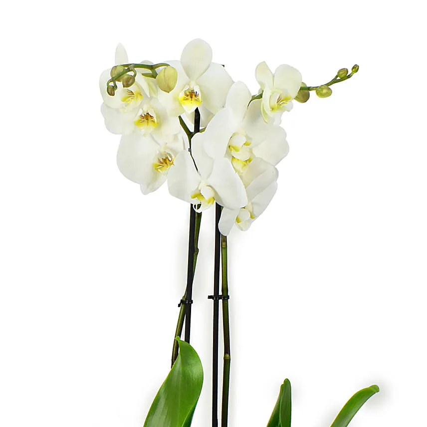 White Orchid Beauty