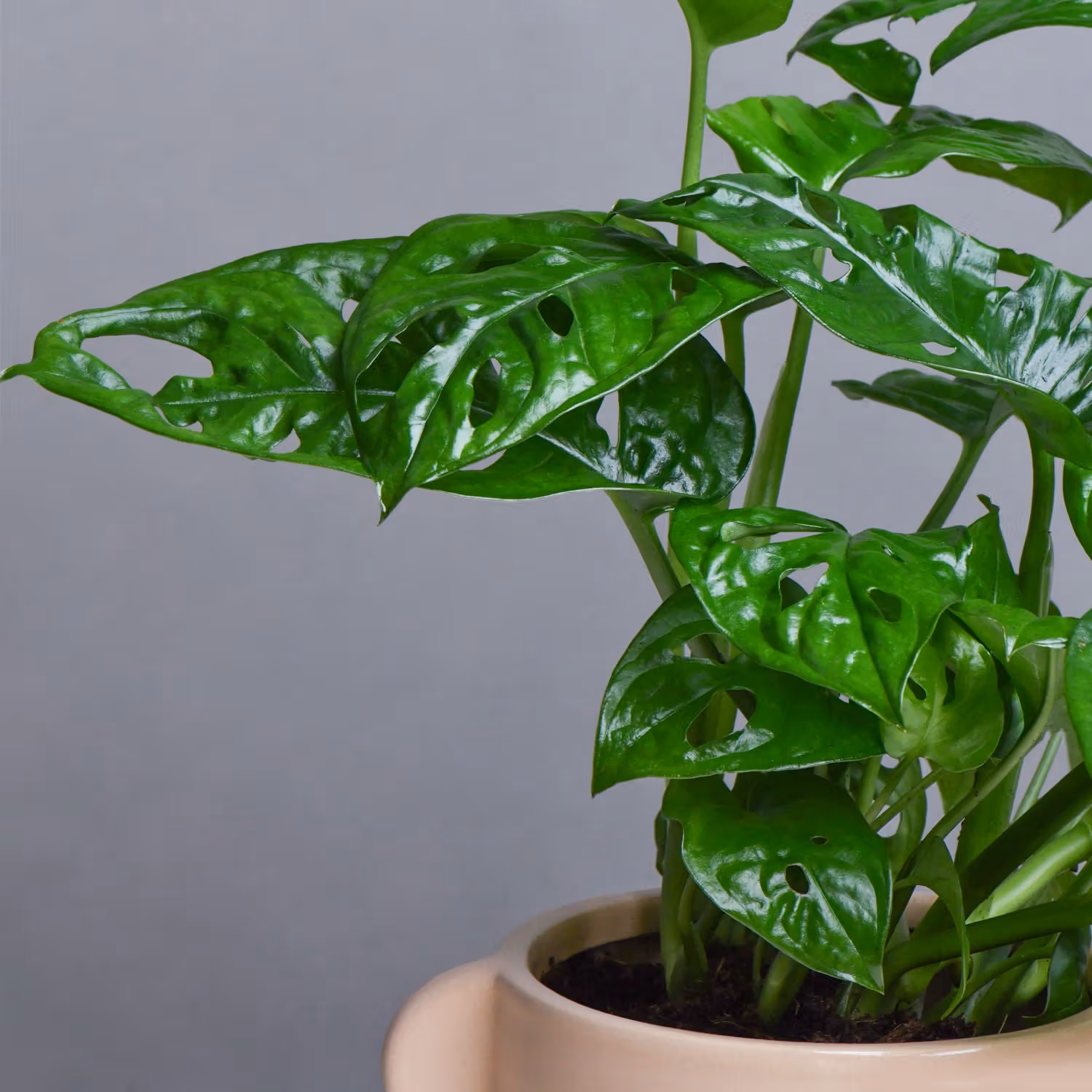 Monestra Oblique Moss Stick Plant in Elegant Ceramic Pot