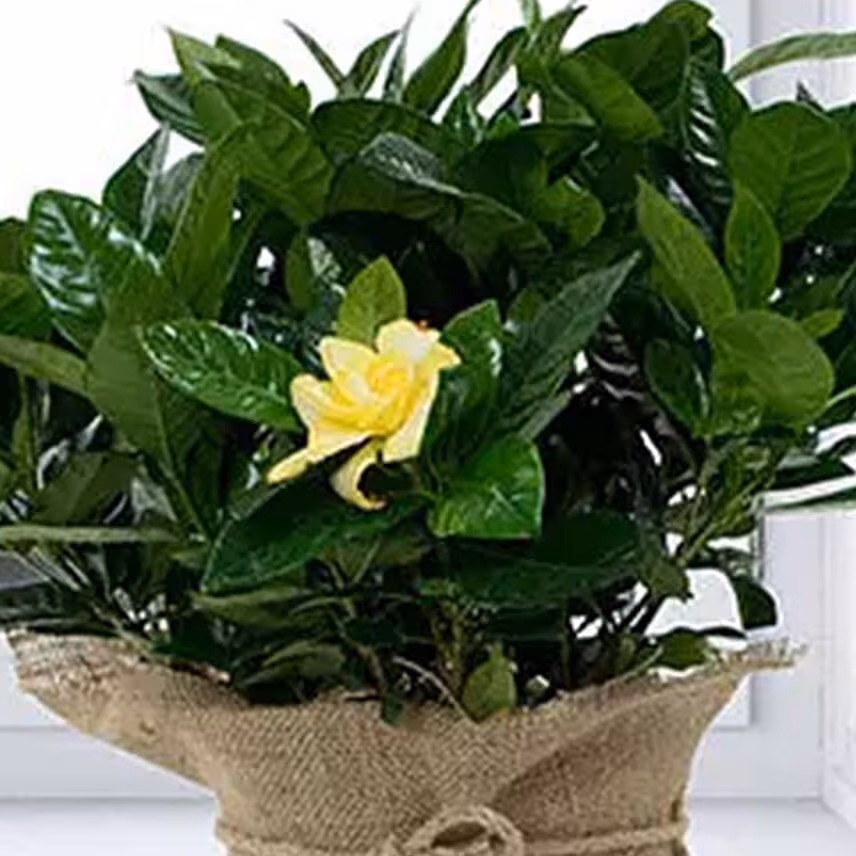 Gardenia Jasminoides with Jute Wrapped Pot