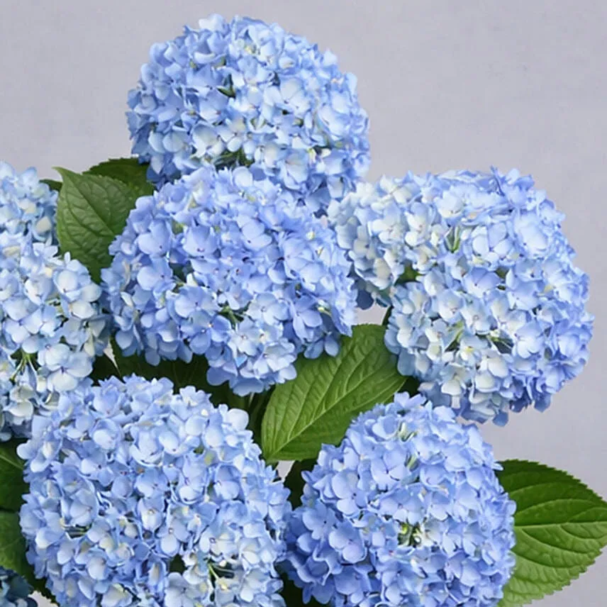 Hydrangea Grandeur