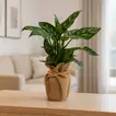 Chic Jute Wrapped Aglaonema Maria Plant – Perfect Indoor Greenery