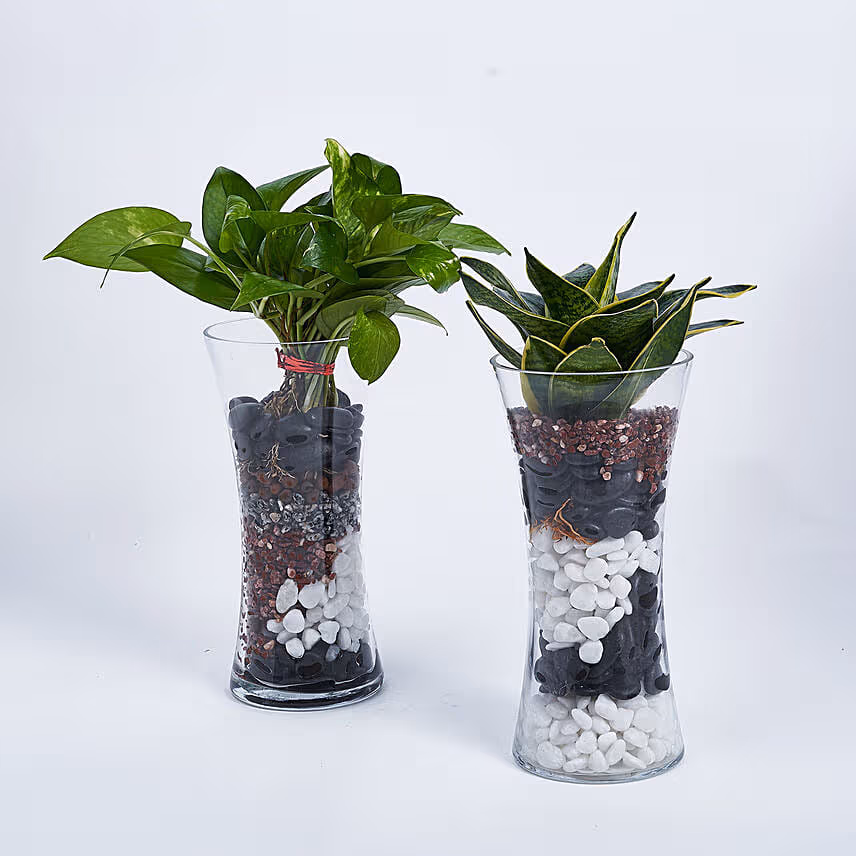 Sanseveria And Money Plant In Tall Vase