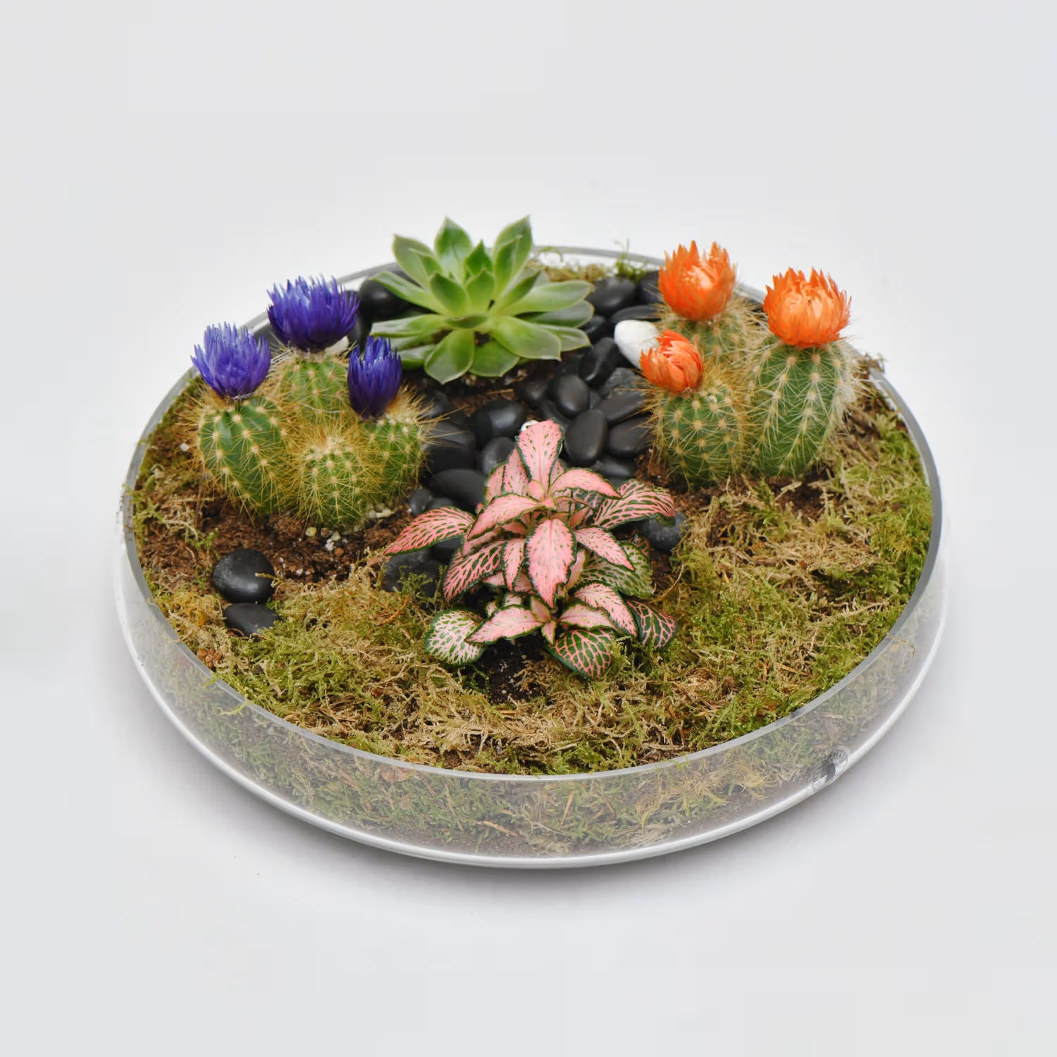Elegant Ramadan Succulent and Cactus Gift Tray