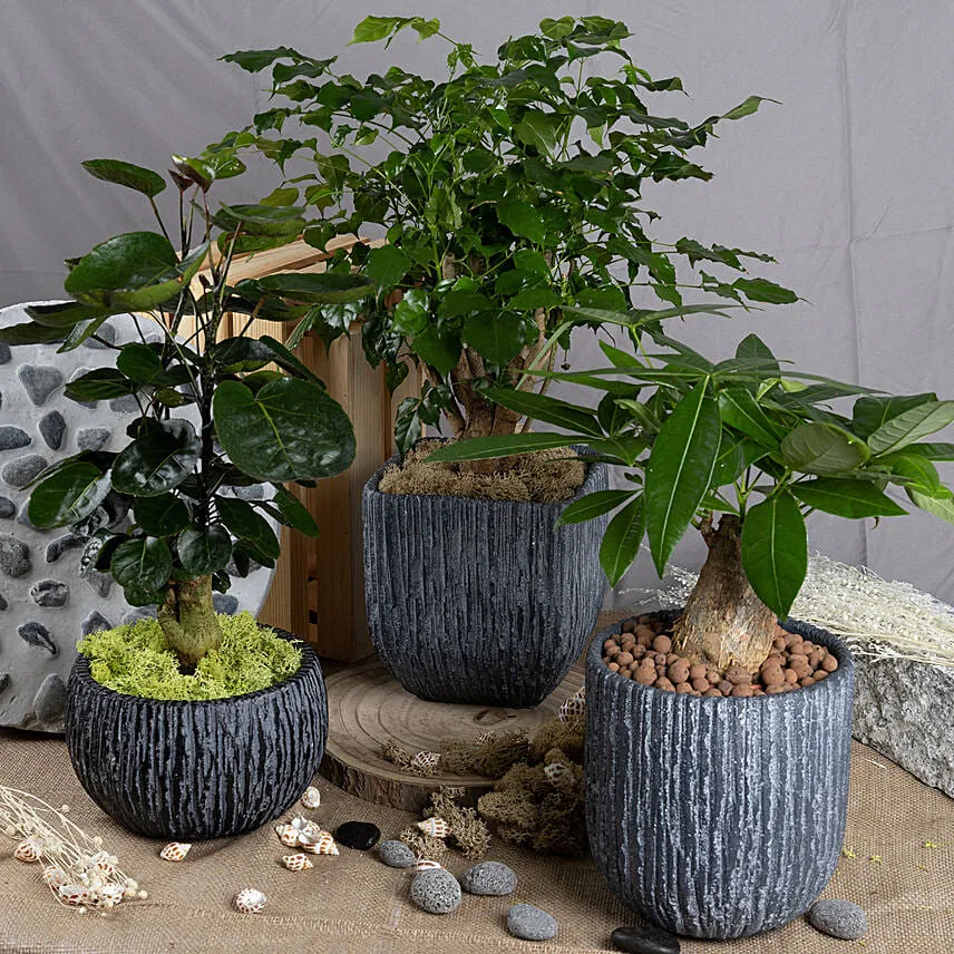 Set of 3 Attractive Bonsai Plants