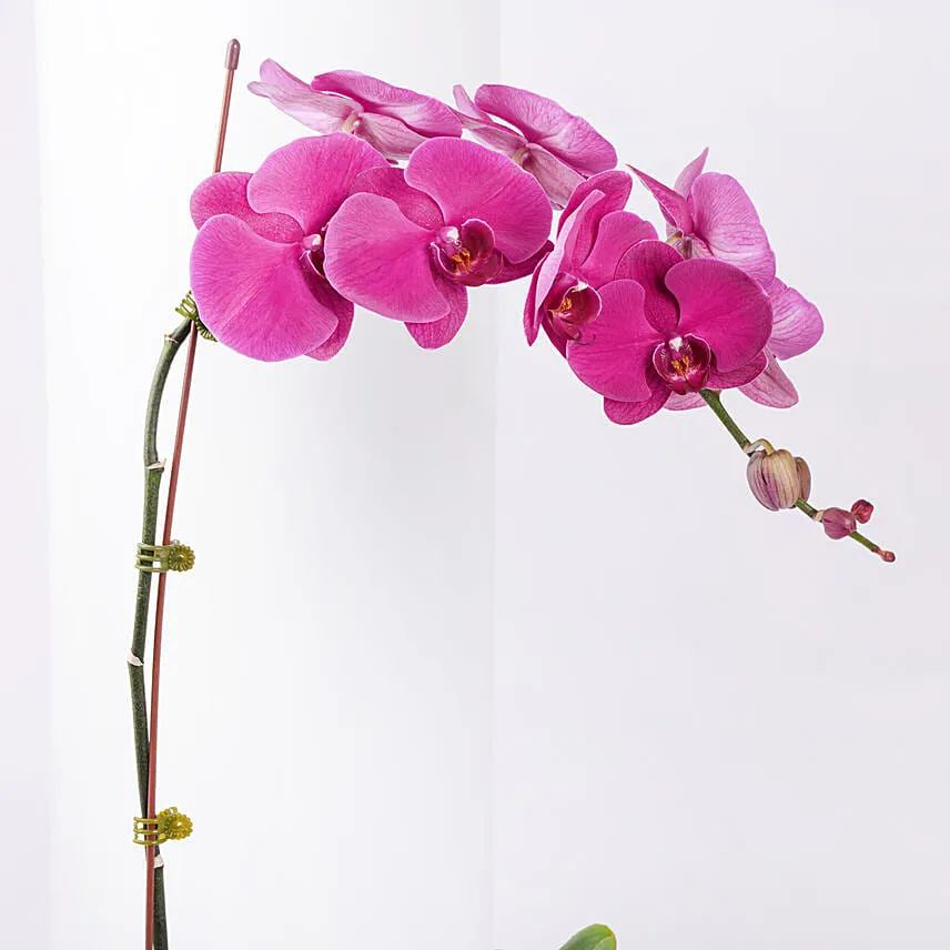 Best mom Ever Orchid Plant in Vase
