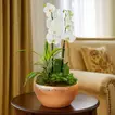 Elegant Surprise Plants in a Decorative Golden Pot