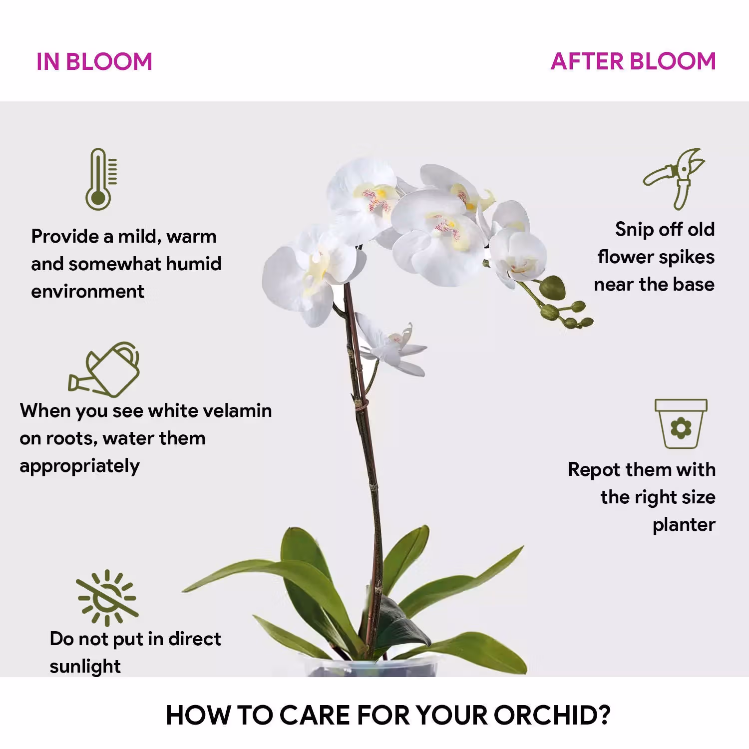 Elegant White Orchid in Glass Vase with Ramadan Kareem Topper