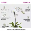 Elegant White Orchid in Glass Vase with Ramadan Kareem Topper