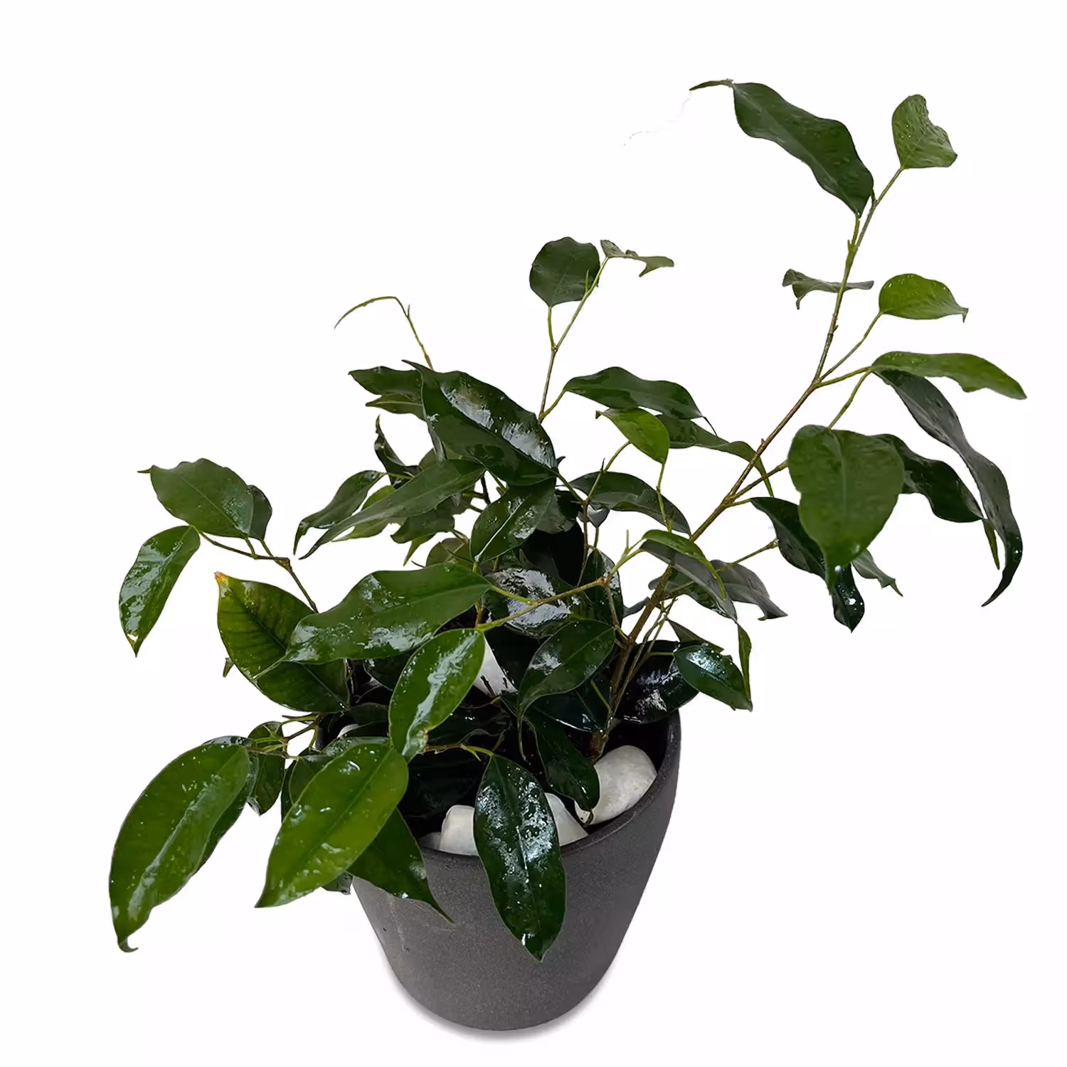 Ficus Benjamina Plant Ceramic Pot