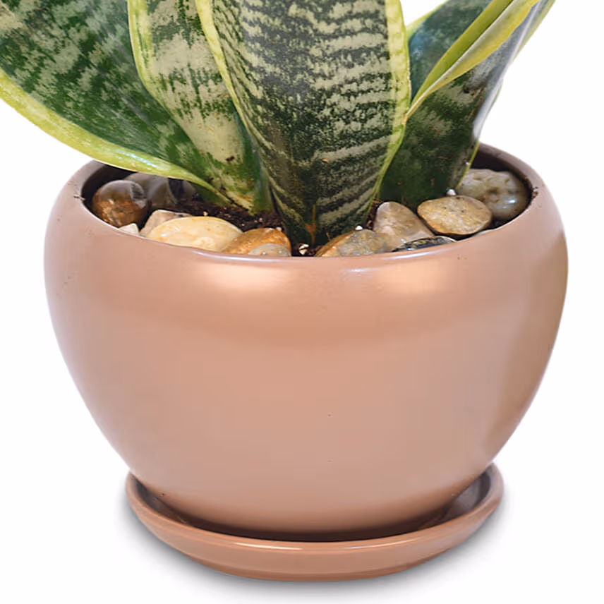 Snake Plant In Designer Pot