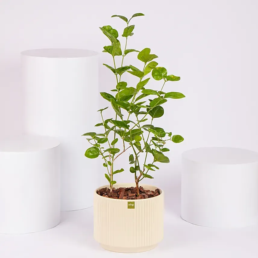 Jasmine Flowering Plant