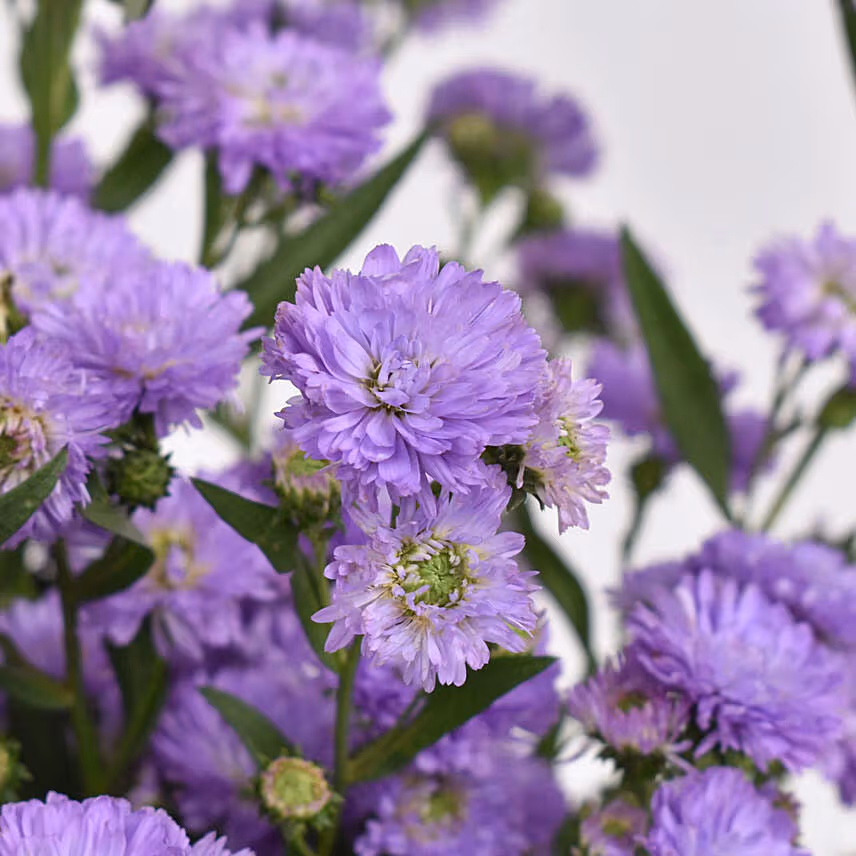 October Birthday Purple Aster Floral Arrangement