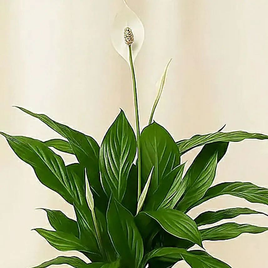 Amazing Peace Lily Plant in Glass Vase
