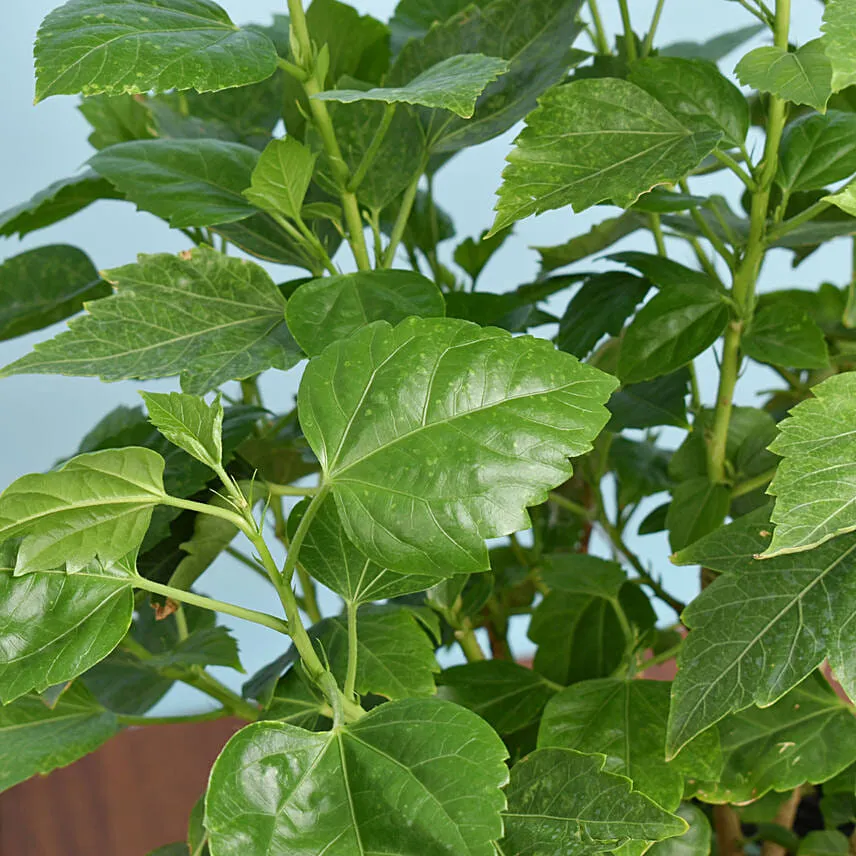 Flowering Hibiscus Plant In Plastic Pot