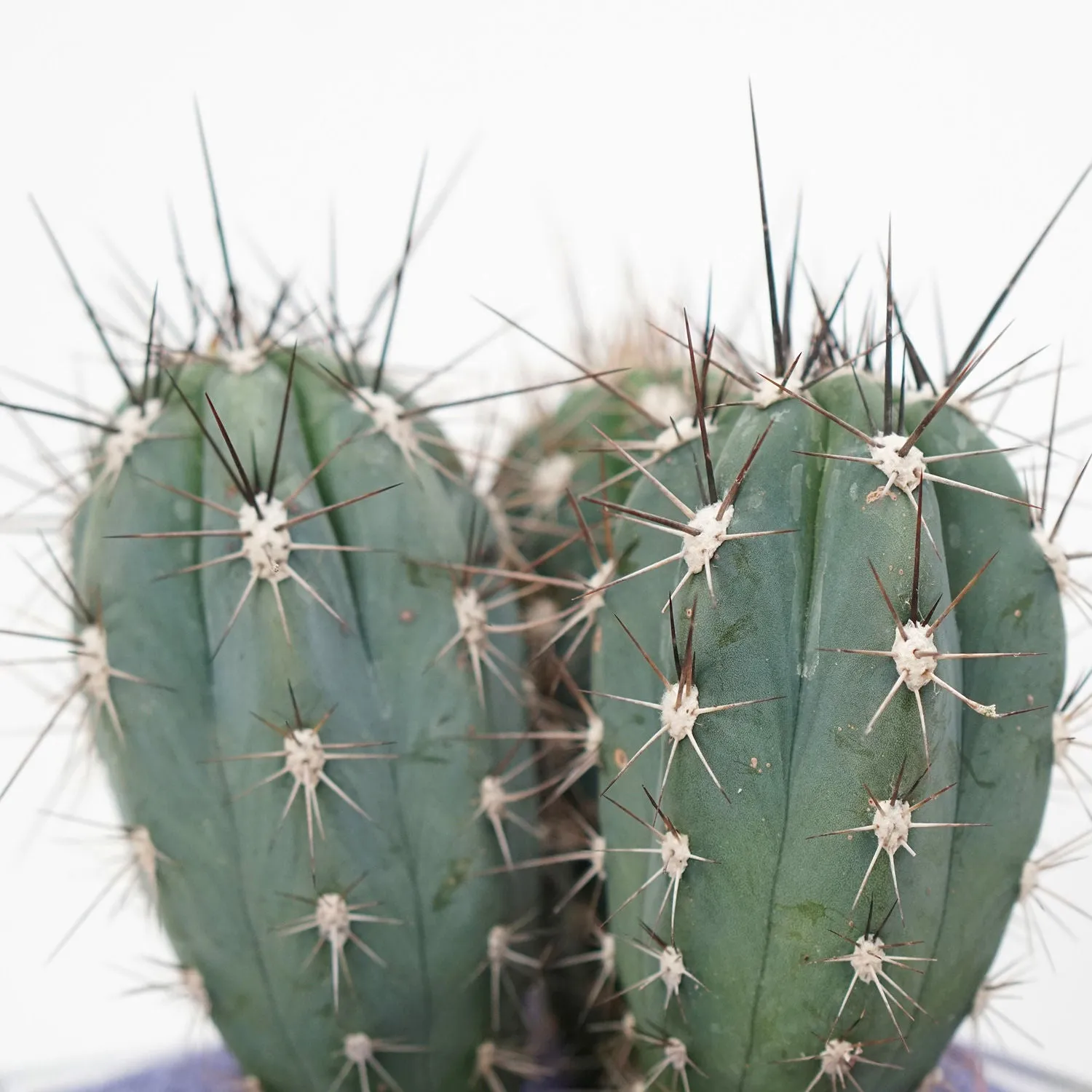 Vibrant Cactus Plant in Square Glass Jar with Colored Sand Layers