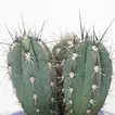 Vibrant Cactus Plant in Square Glass Jar with Colored Sand Layers