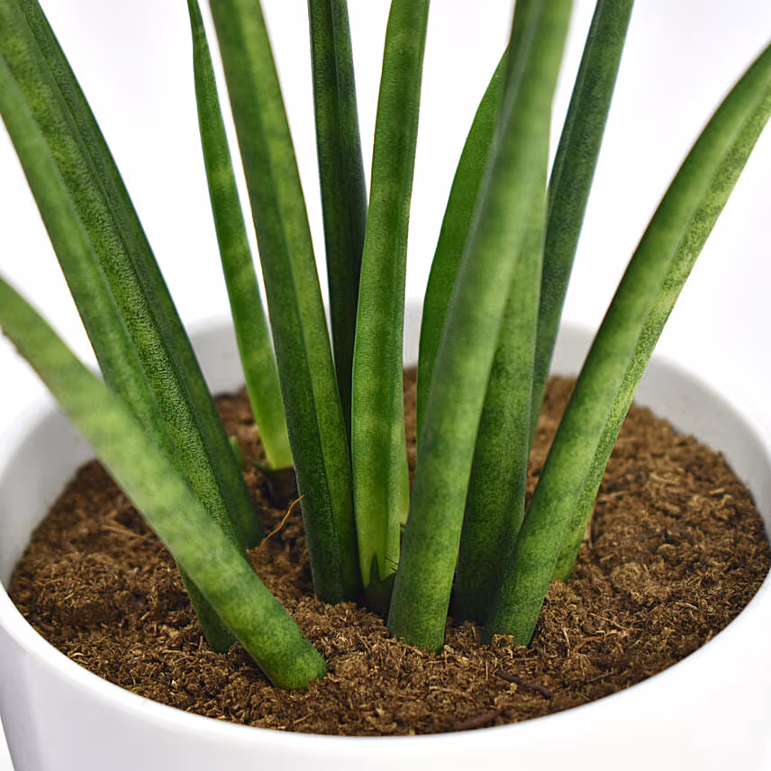 Small Sanseveria In Tea Pot Jar