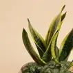 Distinctive Green Plants for Father