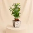 Father's Day Delight: Chamaedorea & Red Fittonia Desk Plant in Glass Vase