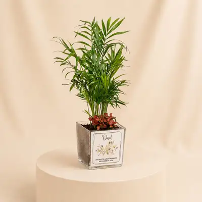 Father's Day Delight: Chamaedorea & Red Fittonia Desk Plant in Glass Vase