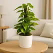 Elegant Epipremnum with Moss Pole in Minimalist Marble White Planter