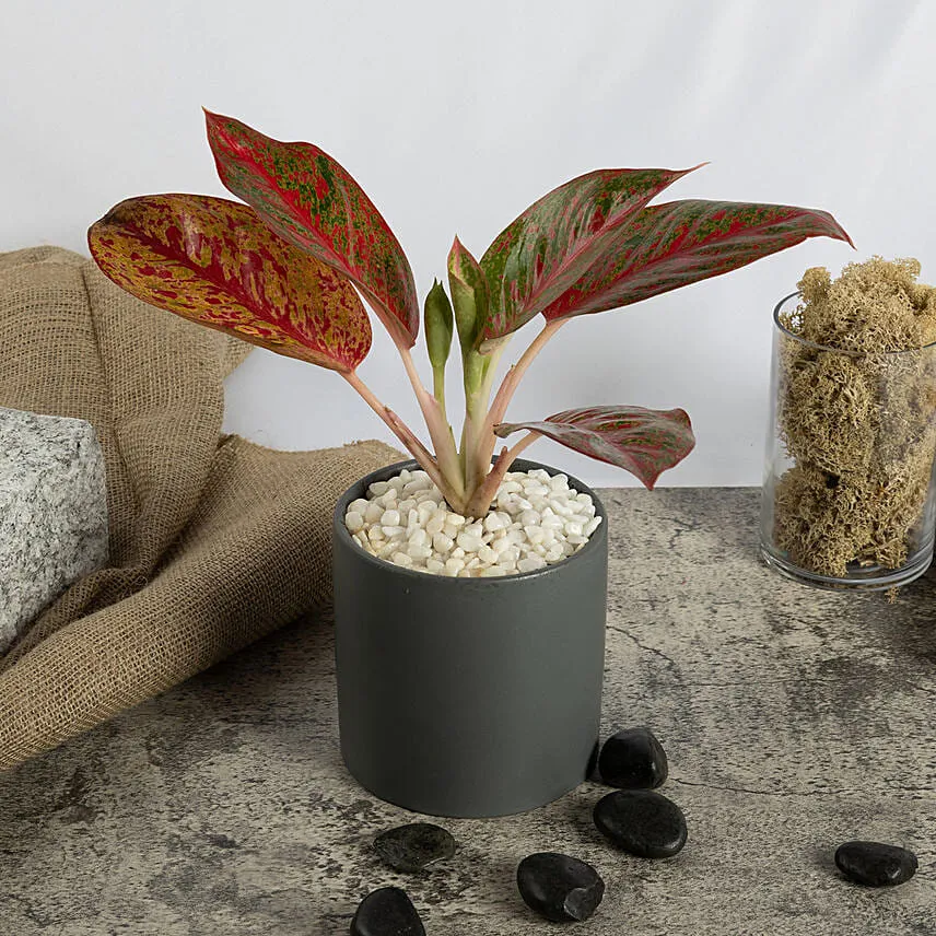 Red Aglaonema Plant in a Pot
