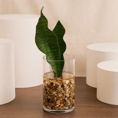 Snake Plant | Glass Vase