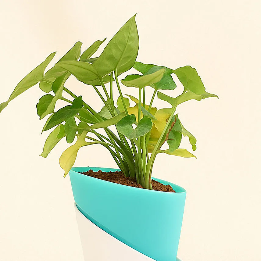 Radiant Syngonium Foliage