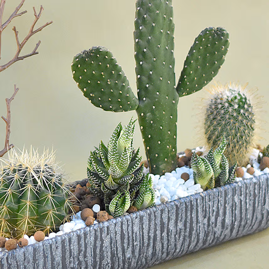 Mini Succulent Garden In Grey Vase