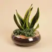 Distinctive Green Plants for Father