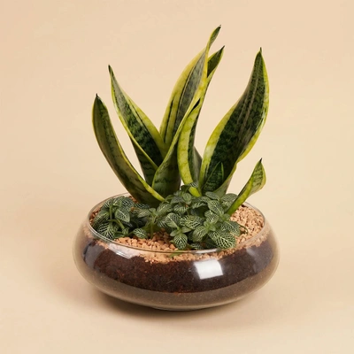 Distinctive Green Plants for Father