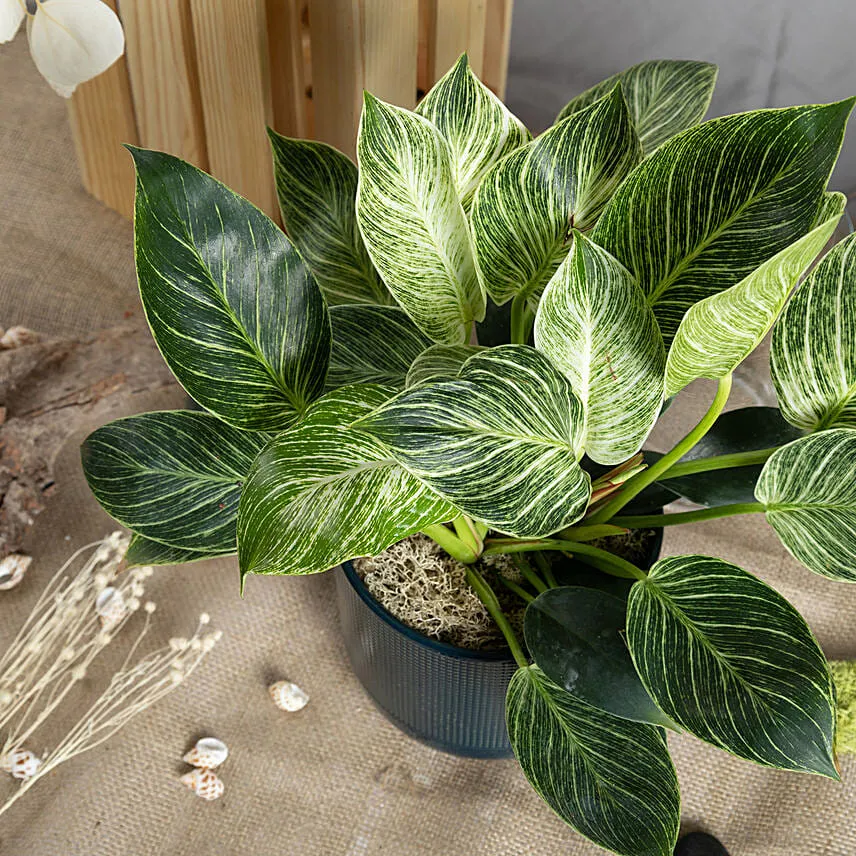 Philodendron Birkin