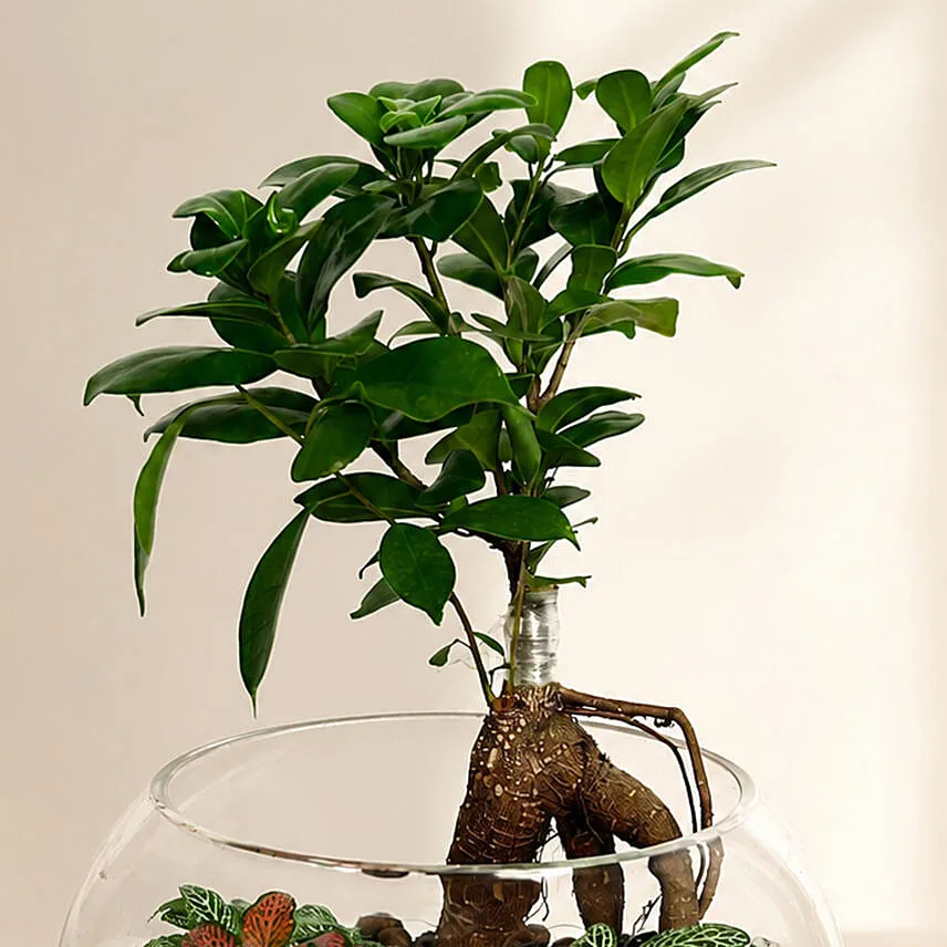 Bonsai Pot Paradise