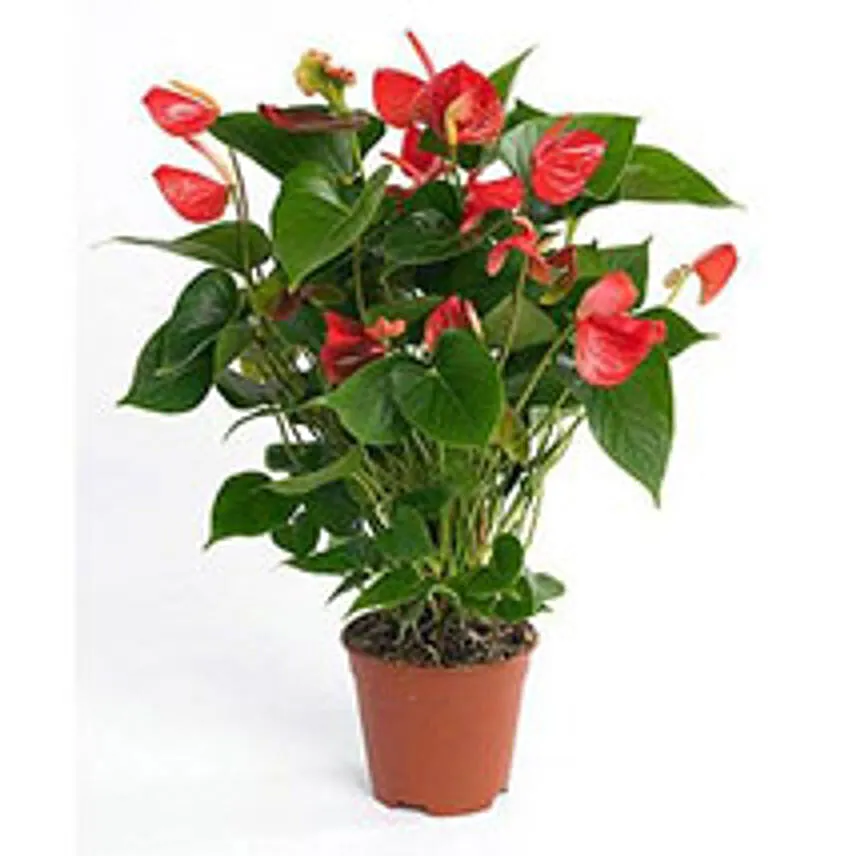 Red Anthurium Plant Add