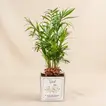 Father's Day Delight: Chamaedorea & Red Fittonia Desk Plant in Glass Vase
