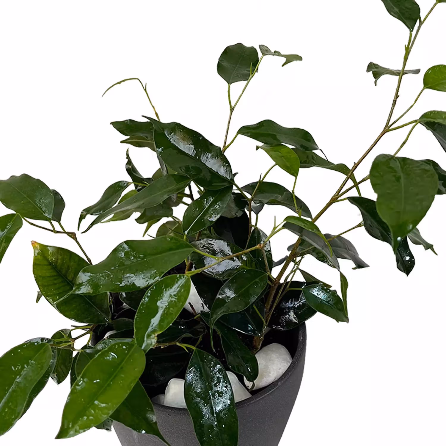 Ficus Benjamina Plant Ceramic Pot