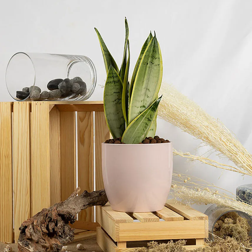 Moonshine Snake Plant