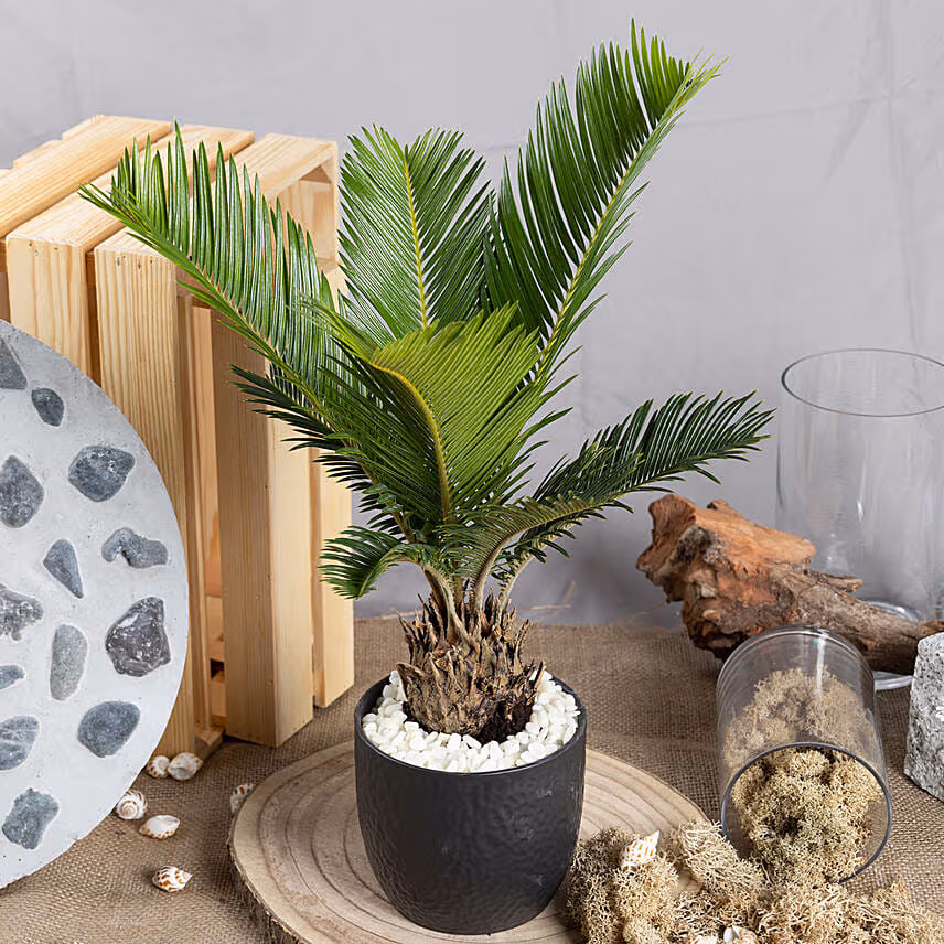 Sago Palm Plant