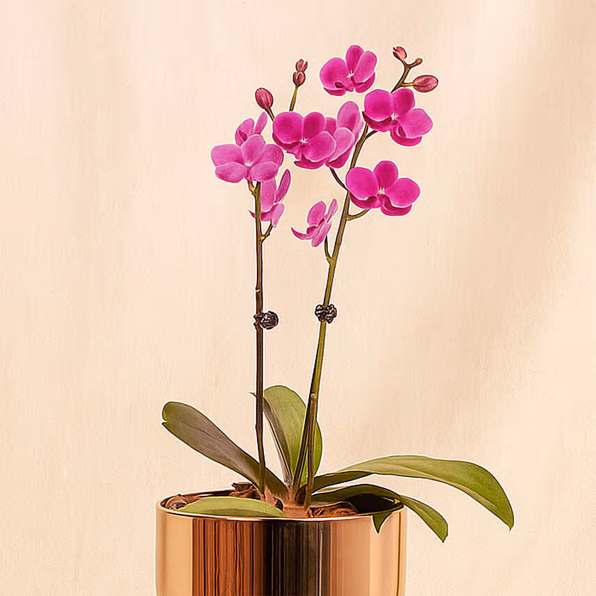 Purple Orchid plant in Premium Golden Metal Pot