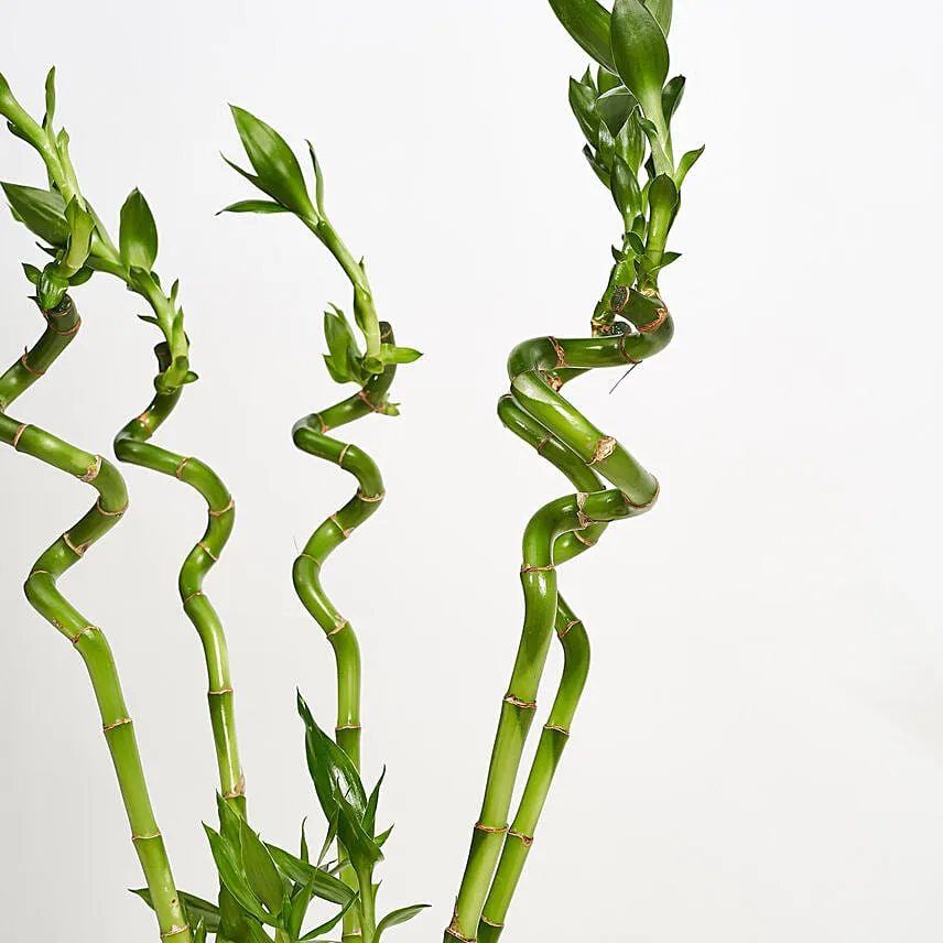 9 Lucky Bamboo for Great Luck