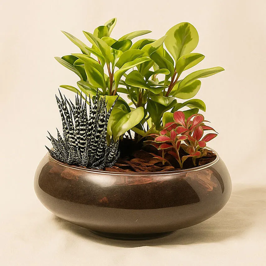 Fittonia With Peperomia Haworthia In Platter Planter