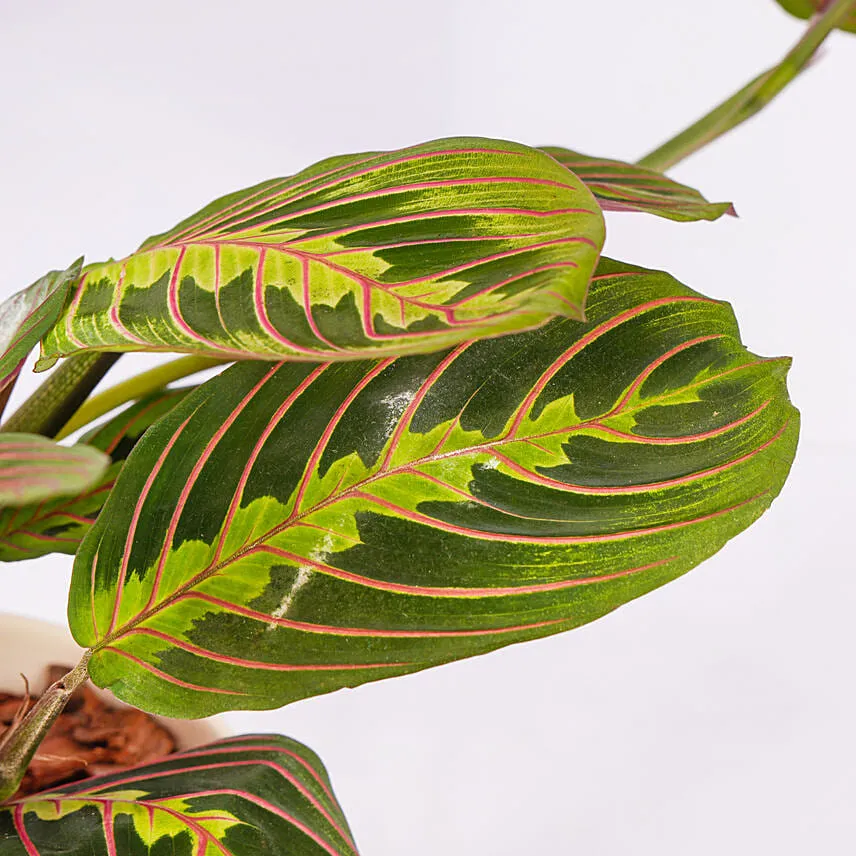 Maranta Potted Plant